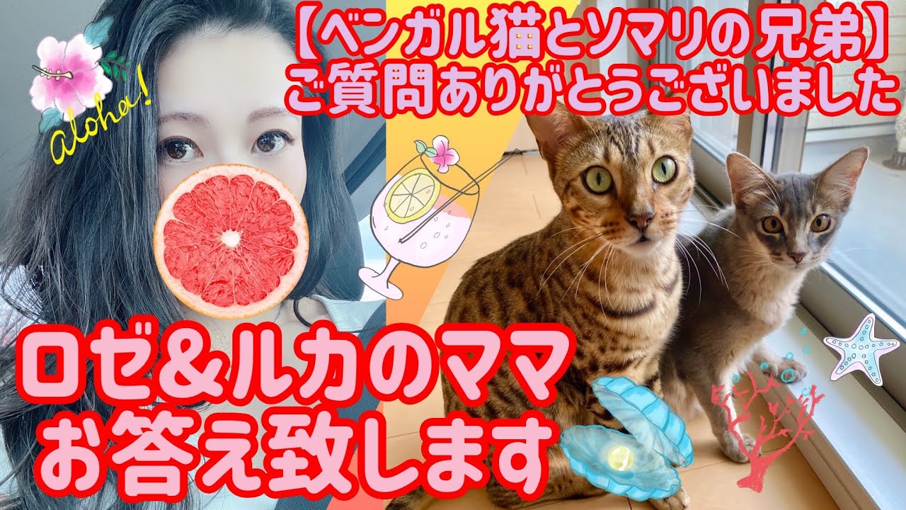 【質問ありがとうございました❤️】ベンガル猫&ソマリの多頭飼い😻😻質問にお答えさせて頂きます🙇‍♀️💕