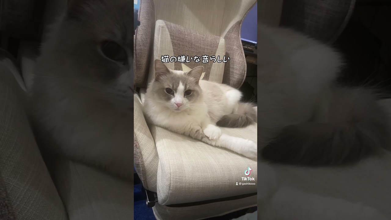 猫の嫌いな音らしい #ねこ #ラグドール #猫 #shorts