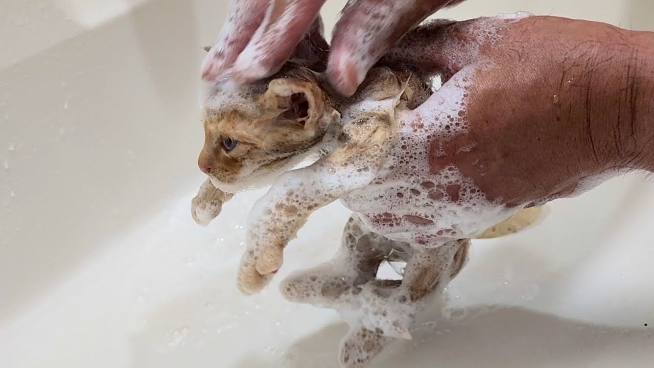 小さな子猫を保護したので汚れを落とす為にシャンプーしました。I rescued a small kitten, so I shampooed it to remove the dirt.