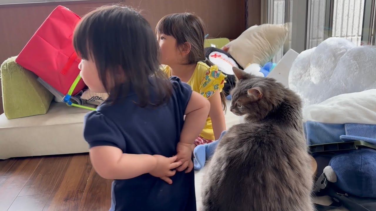 子供の近くで過ごす猫　ノルウェージャンフォレストキャットA cat that stays close to children. Norwegian Forest Cat.