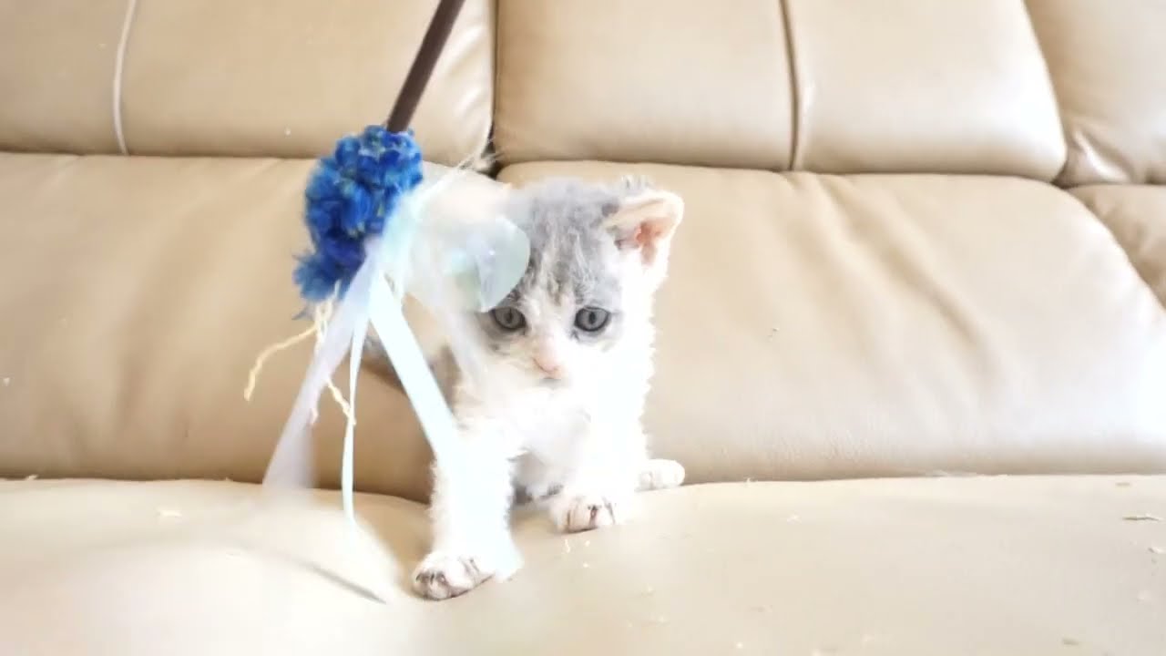 セルカークレックス子猫　2024.2.28産まれ 　ダイリュートキャリコ　パステル三毛　洋三毛猫　　女の子　Selkirk Rex　シーダキャット猫のお店