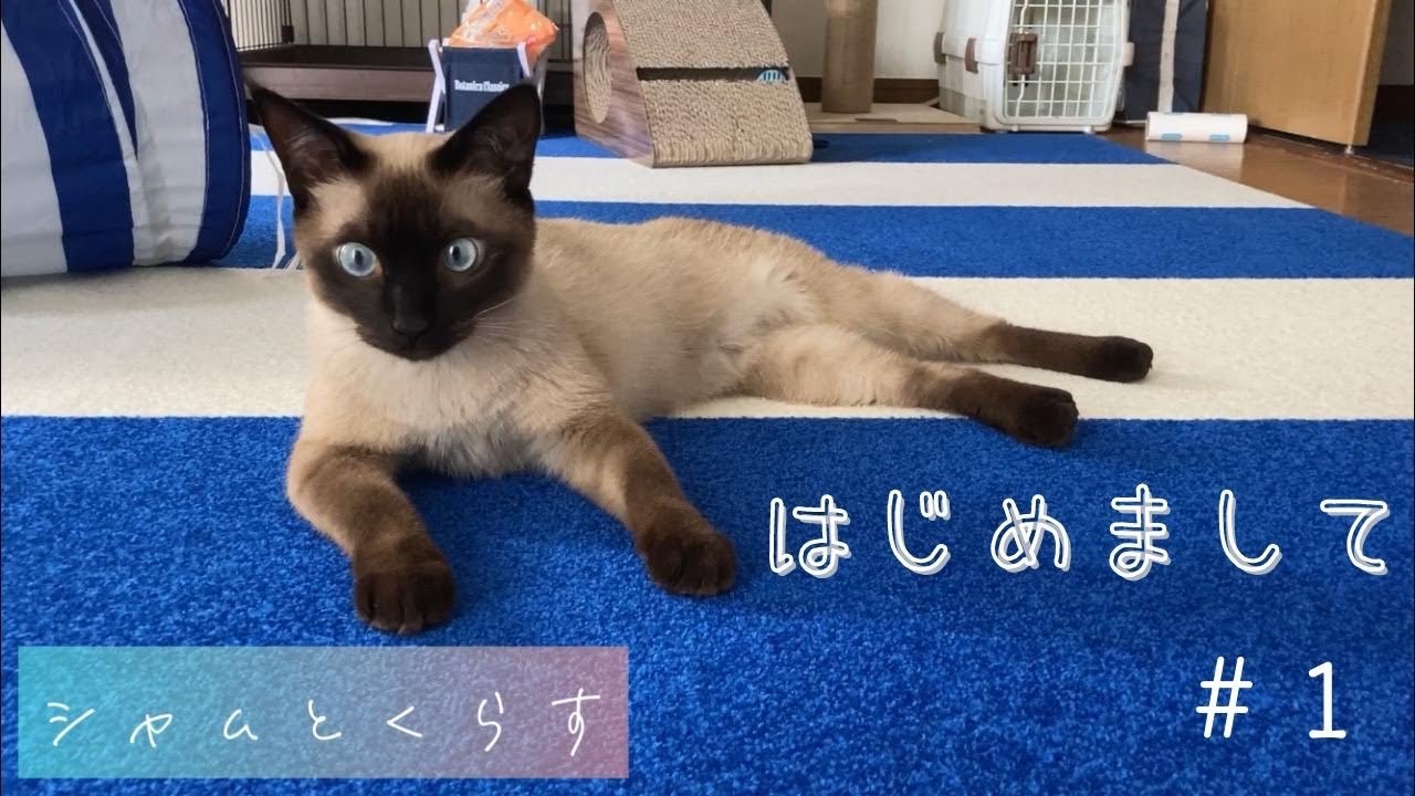 シャムとくらす ♯1  はじめまして