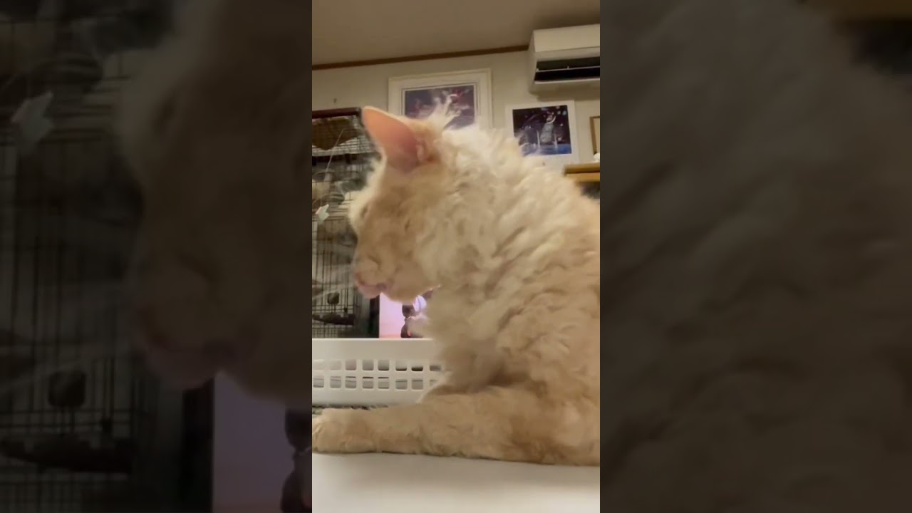 ネコのラパちゃん「ガオー、ペロペロ」