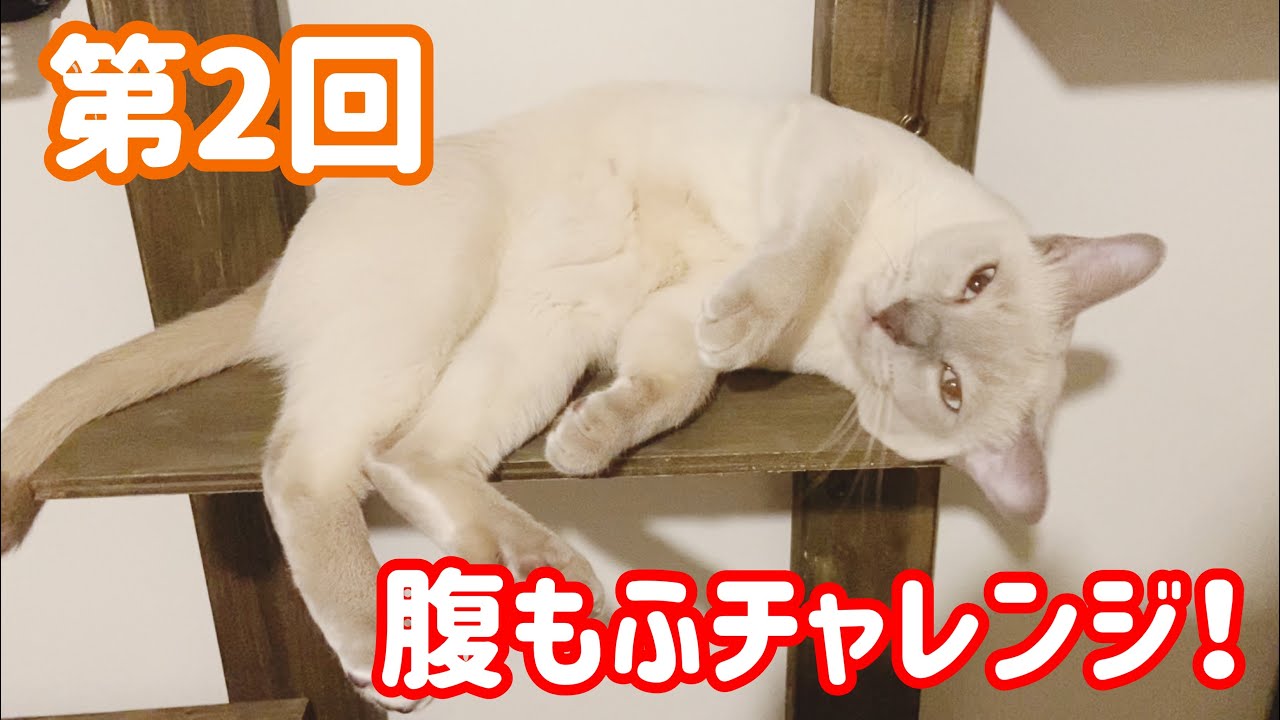 第2回！猫の腹もふチャレンジ！！【トンキニーズ】