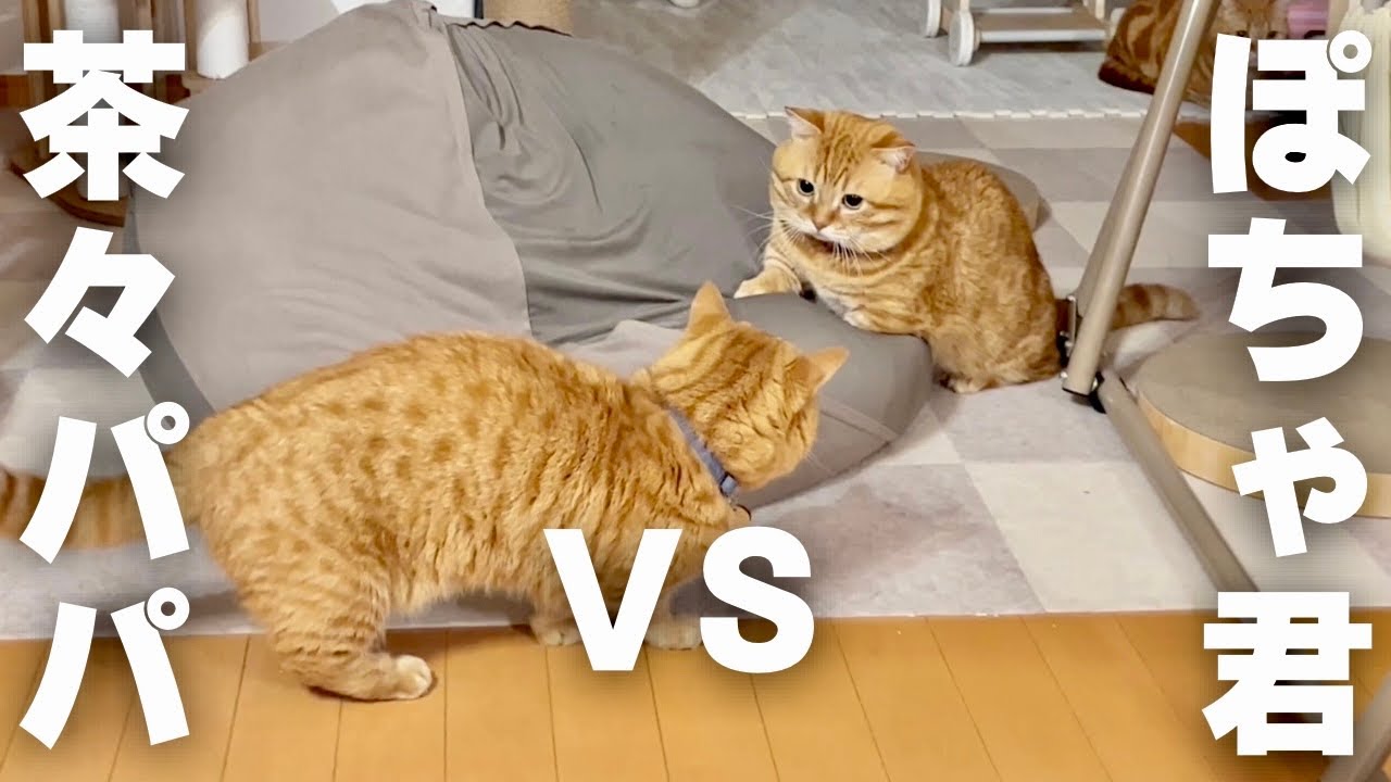 ねこもふ家の二大巨頭が遂に！？ #猫 #マンチカン