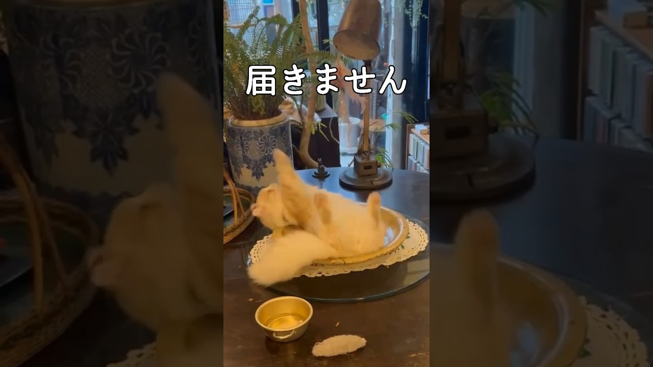 【キンカロー】ナイスキャッチする毛玉【マンチカール】#キンカロー #猫