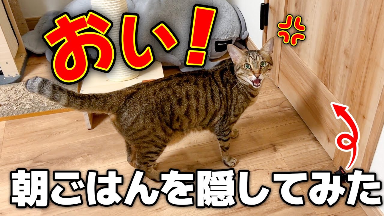 腹ペコの猫たちの朝ごはんを押し入れに隠したら普通にキレられました…【ごめん】