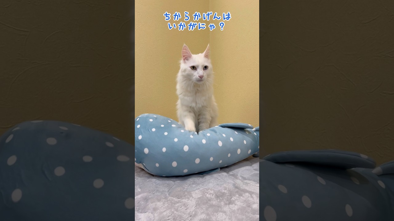 ジンベエザメさんにマッサージをするターキッシュアンゴラwww#cat #ターキッシュアンゴラ #猫 #マッサージ#shorts