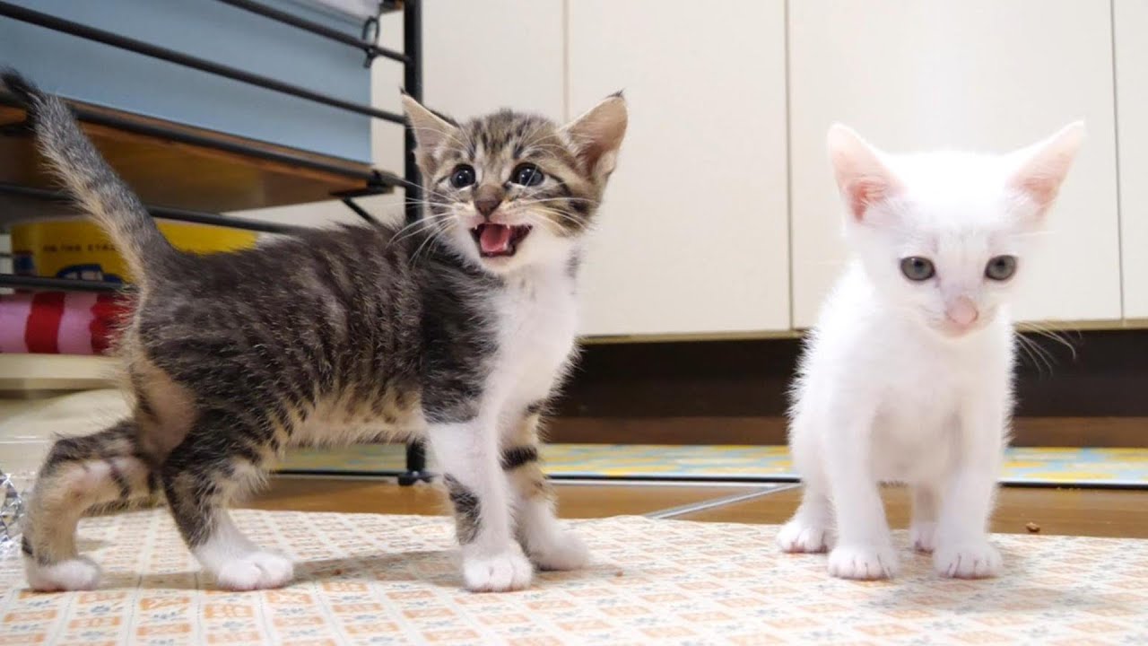 足りない子猫達はおかわりをおねだりおねだり。【赤ちゃん猫　保護猫】