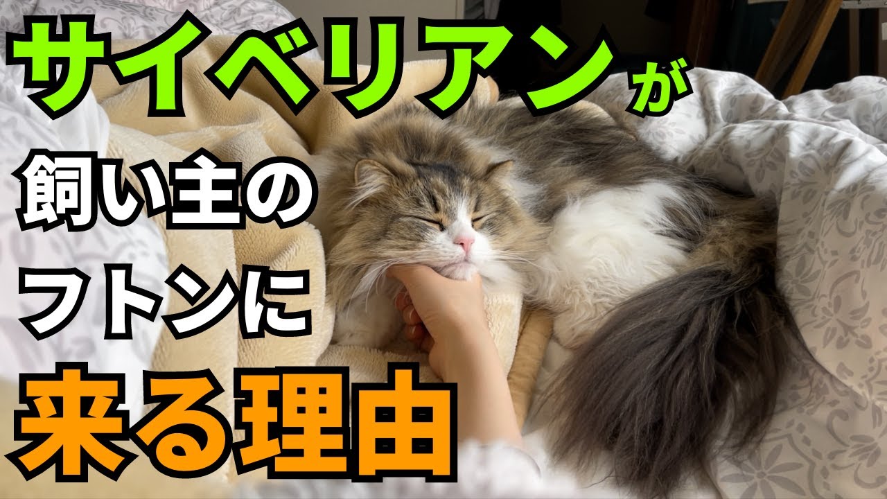 暑がりなサイベリアンが飼い主の布団にくる本当の理由