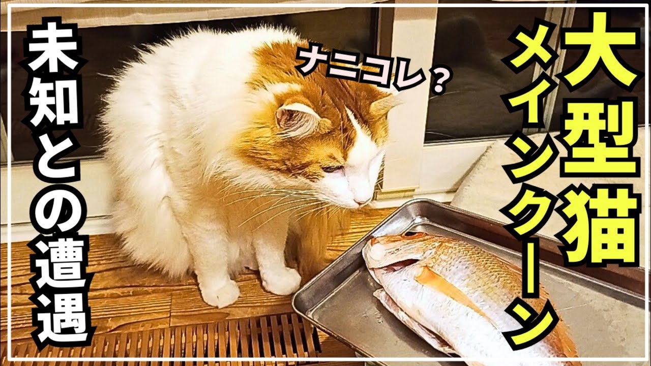 愛する猫のために釣って焼いてあげたら興奮して変な鼻息が出ました！【大型猫メインクーン】