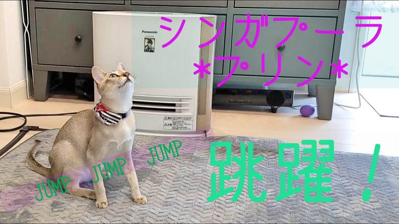 シンガプーラの跳躍  Kitten jumping