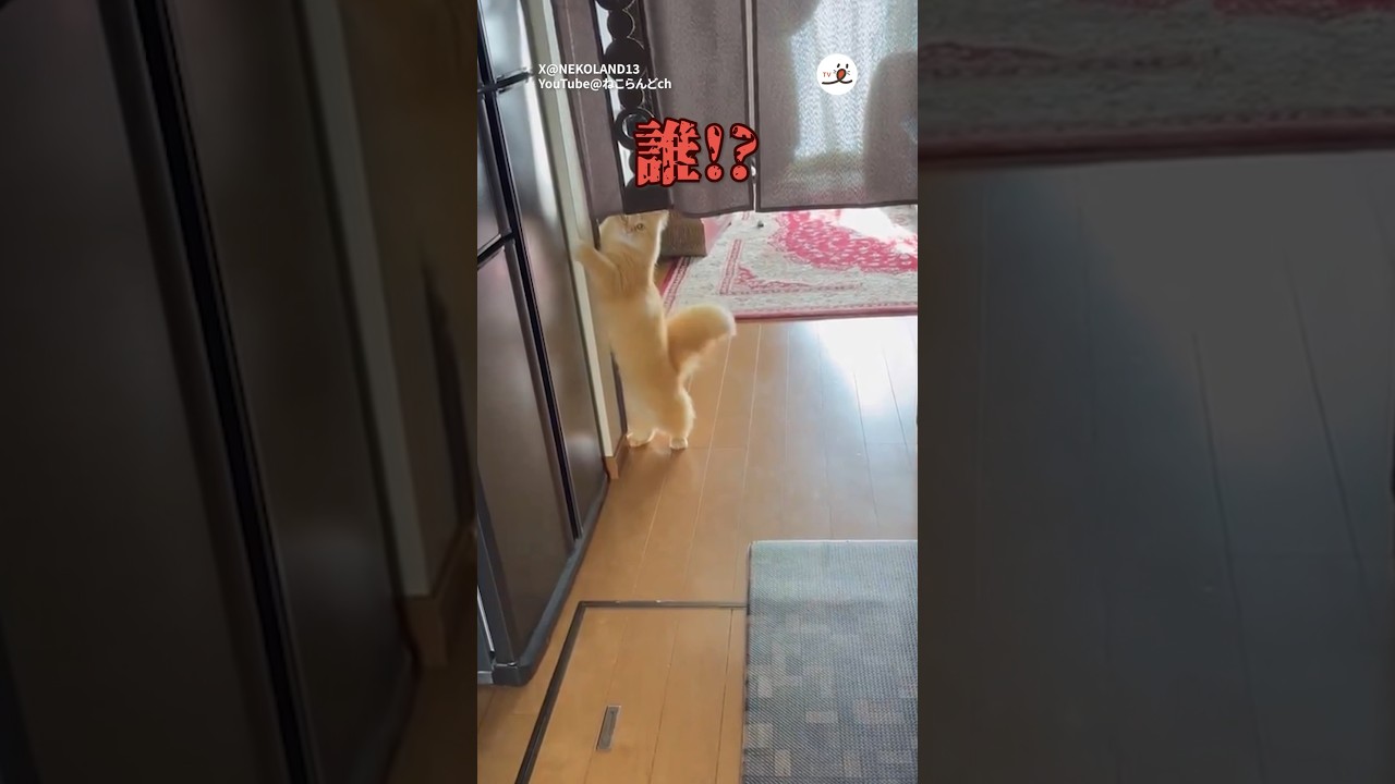 美容室行っただけなのに...｜PECO #ラガマフィン #猫 #愛猫家 #猫のいる暮らし  #ragamuffin #cat #catlover #catlife