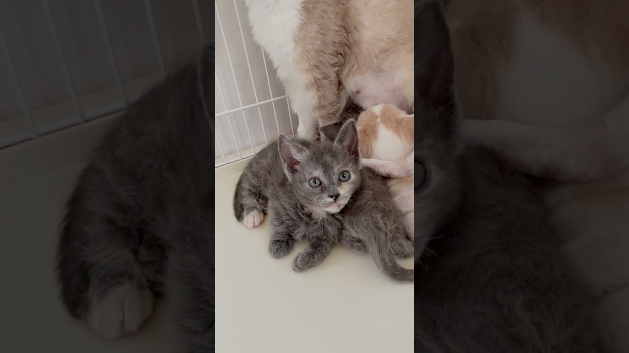 短足スクーカム巻き毛女の子🩷 【お問合せ詳細は説明欄に記載あります】 #スクーカム #ブリーダー直販 #マンチカン #ミヌエット #ラパーマ #子猫 #子猫販売 #猫 #猫のいる暮らし #猫動画