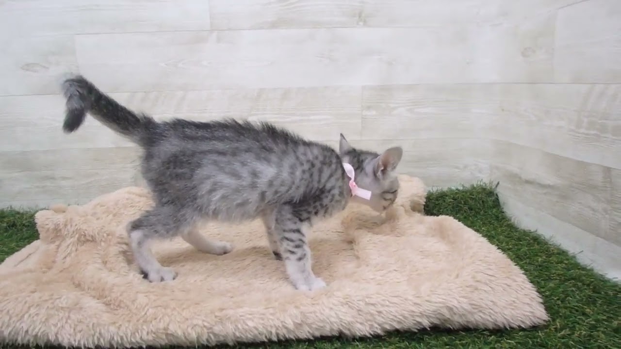 00583766 エジプシャンマウ