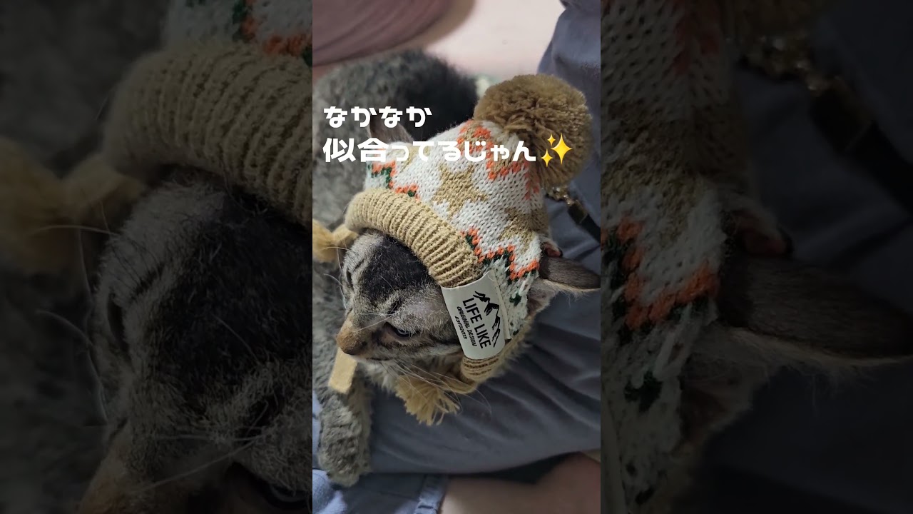 猫に帽子を被せてみたら… #可愛い #cat #猫 #ラパーマ #shorts