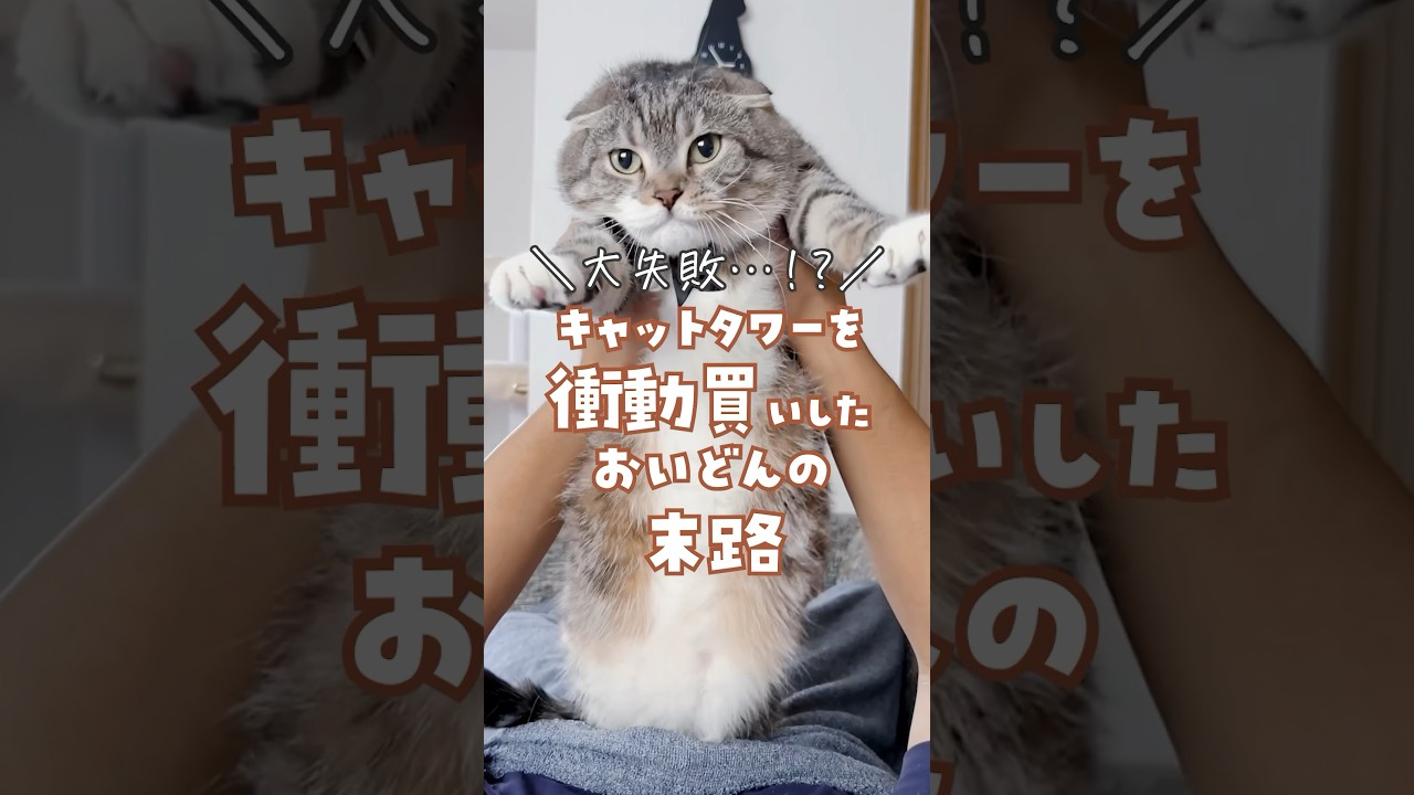 キャットタワーを衝動買いした飼い主の末路がコチラ･･･🫠 #猫 #猫用品 #キャットタワー
