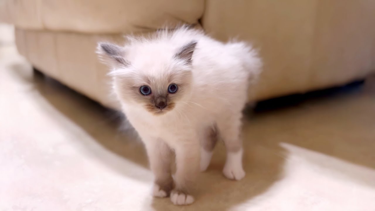 【初対面】世界一凶暴な子猫がこちらですww #猫 #ラグドール #子猫