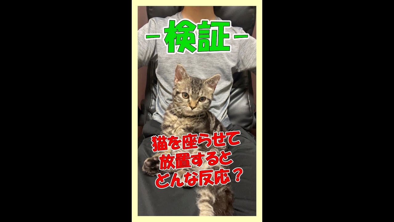 猫たちを足の上に座らせて放置するとどのような反応をするのか検証してみた！  #Shorts