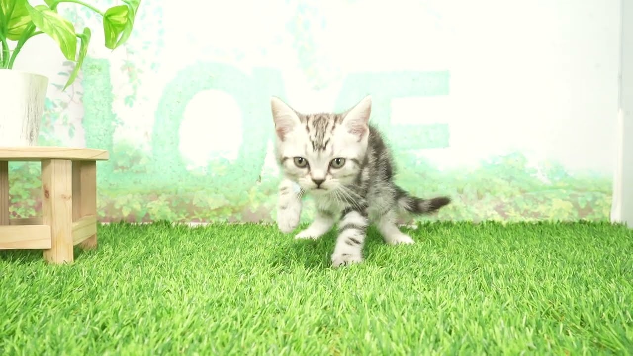 Coo&RIKU　No00674733 アメリカンショートヘアー