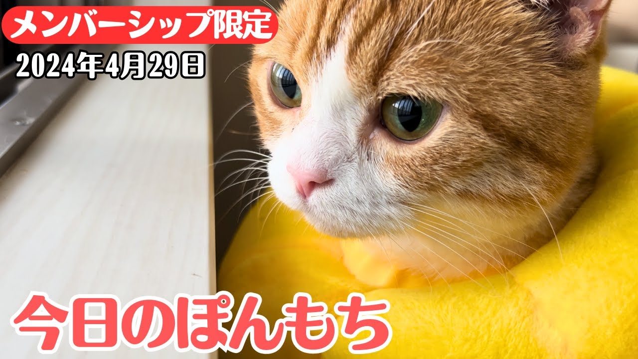 【特別公開】この動画は4月29日にメンバー限定で公開した動画です！