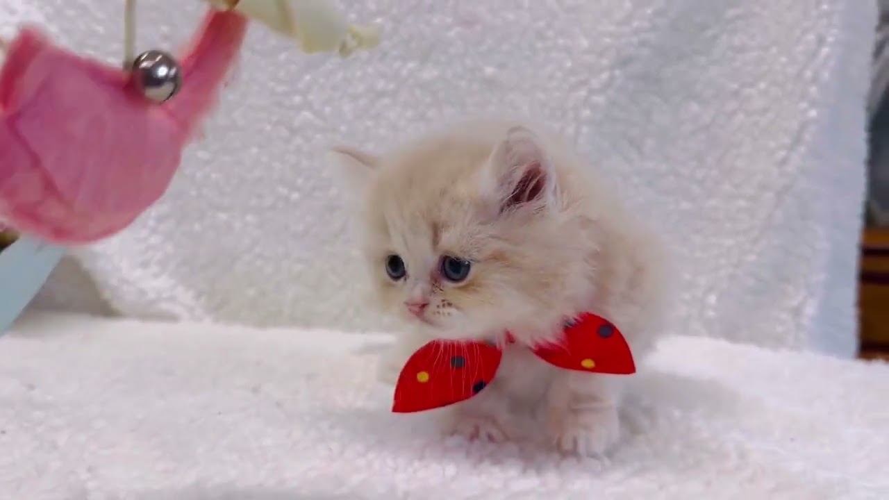 マンチカン 可愛い♪男の子です！（ロング ヘアー）（毛色：レッドタビー）