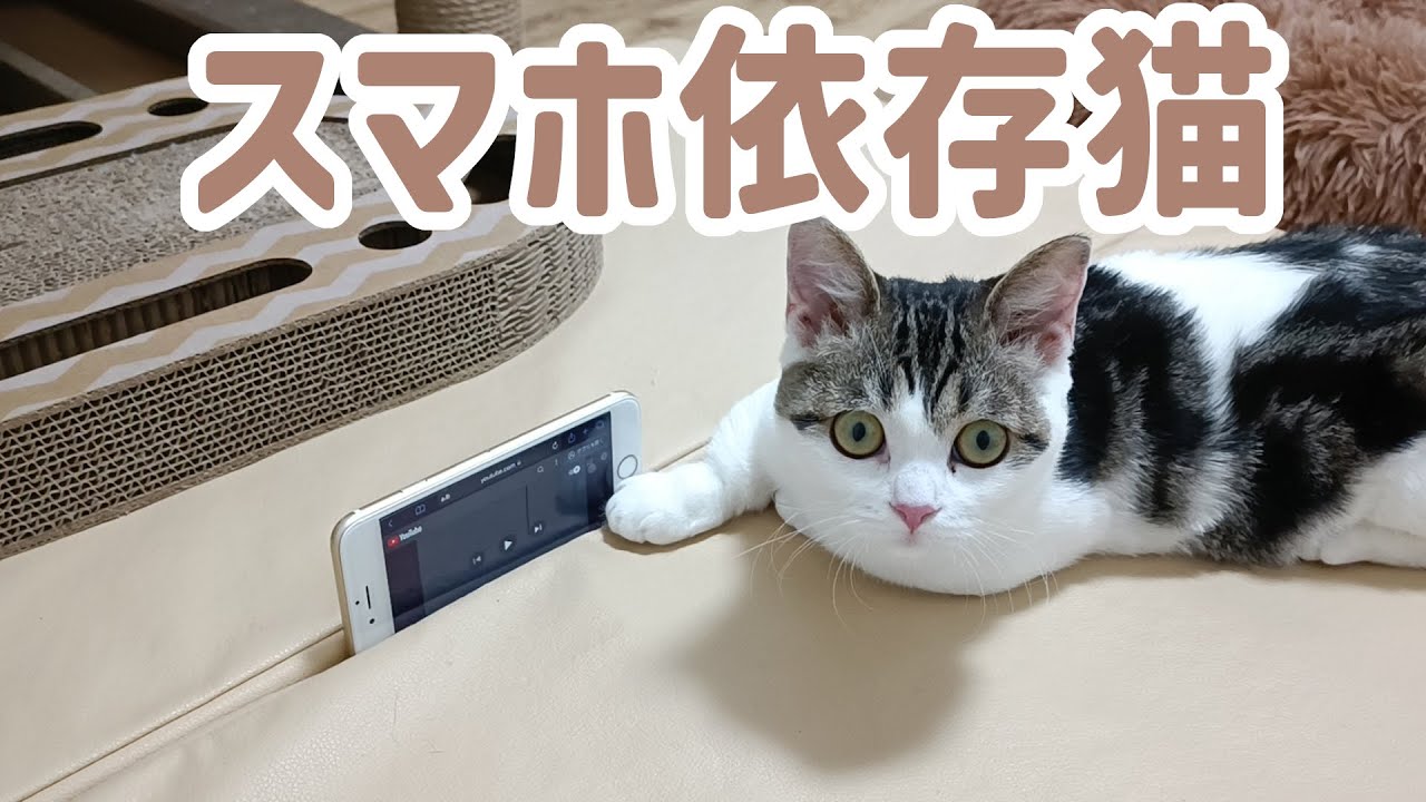 軽い気持ちで子猫にスマホの動画を見せたらこうなりました…