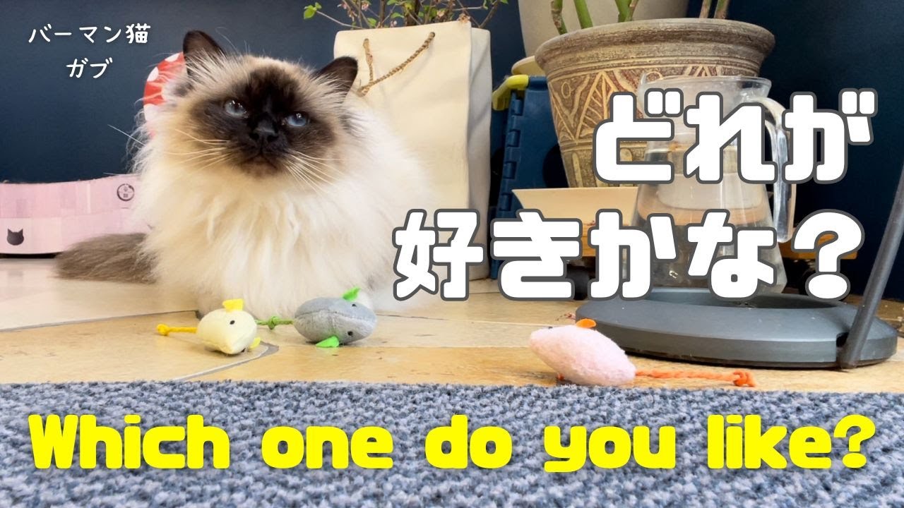 バーマン猫ガブとラフ【どれが好きかな？】Which one do you like?（バーマン猫）Birman/Cat