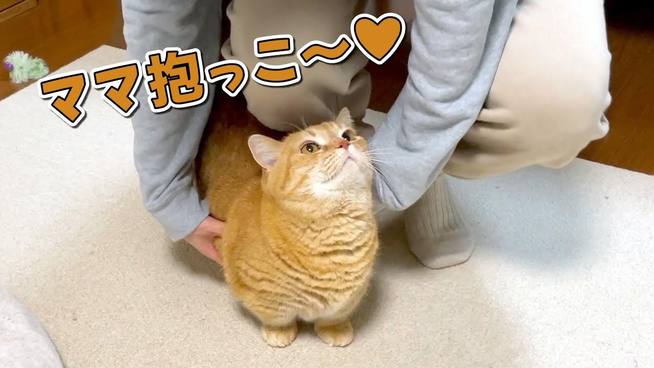 可愛い顔して甘えてくる愛猫のまさかの裏の顔が怖すぎた…