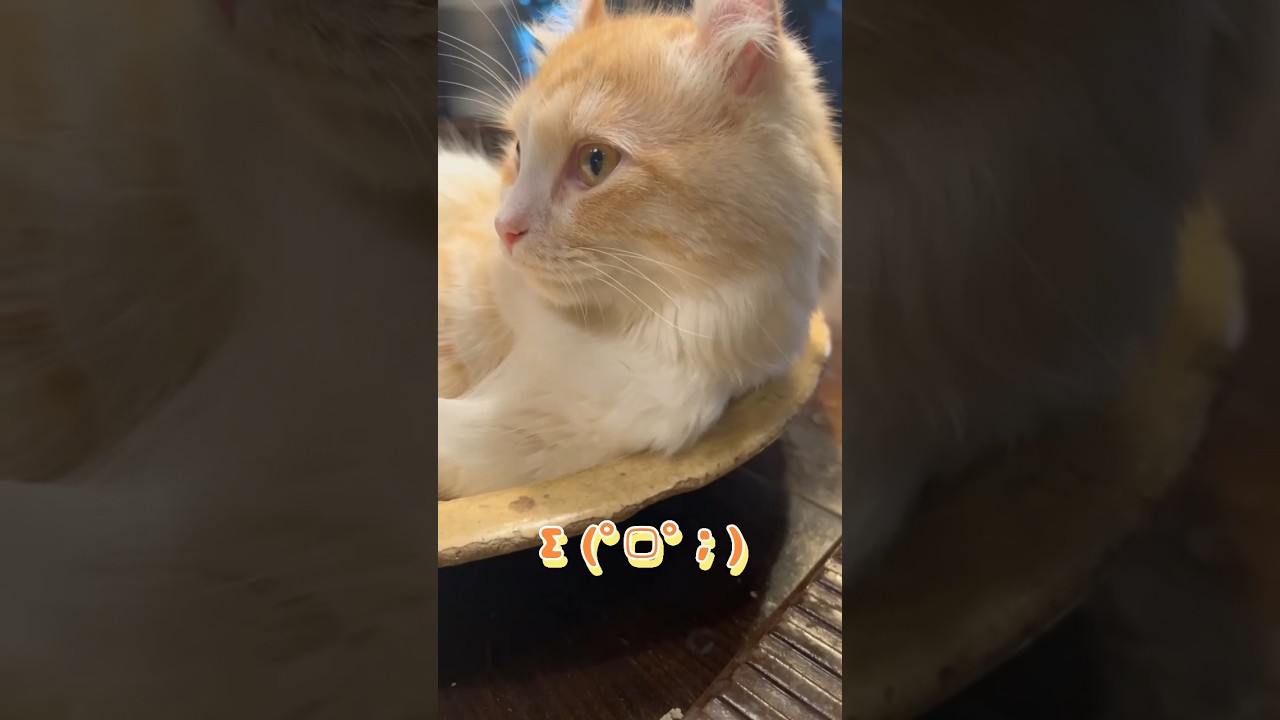 【キンカロー】夢見心地毛玉【マンチカール】#キンカロー #猫