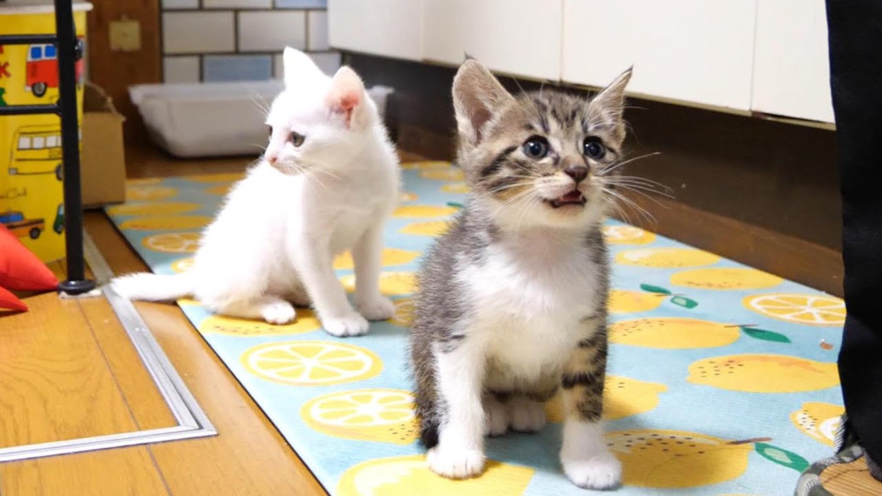 お行儀よく並んでご飯を待つ子猫【赤ちゃん猫　保護猫】