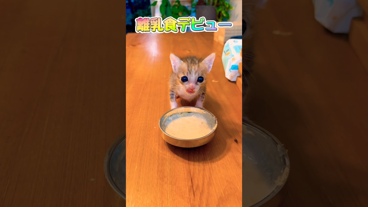 【なくなった母猫の下で生き残った子猫】病院に行ってきました！（詳細概要欄）