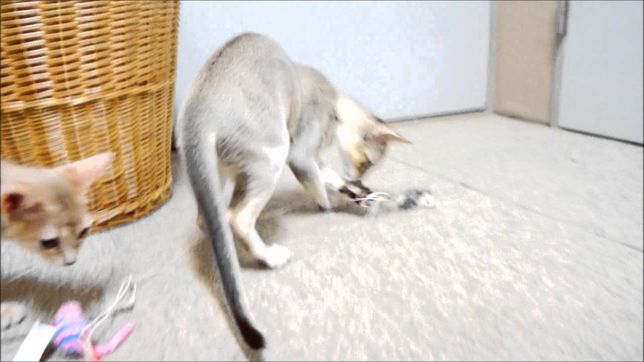 Singapura and Abyssinian kittens（シンガプーラとアビシニアンの子猫たち）