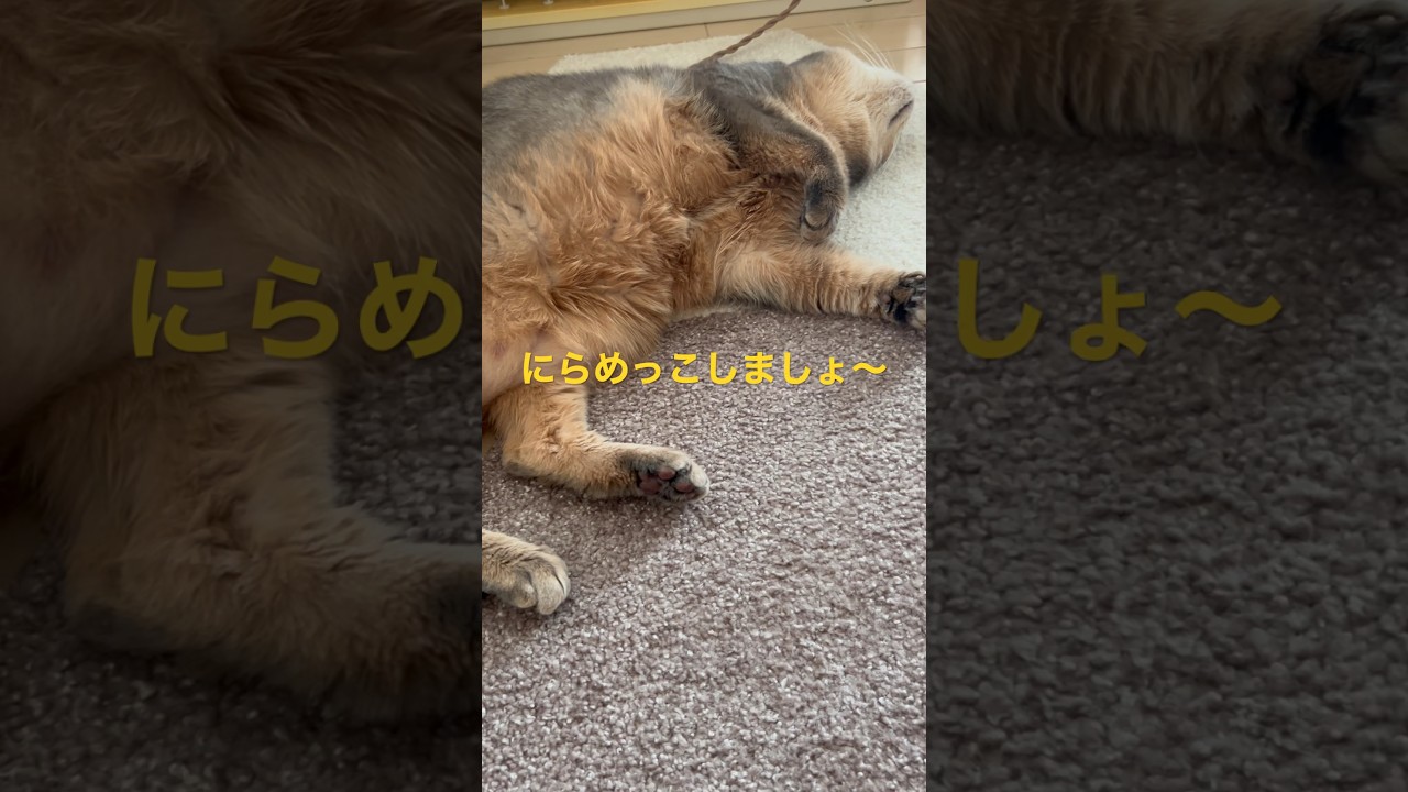 にらめっこ #shorts #猫動画 #アビシニアン #cat #まな猫