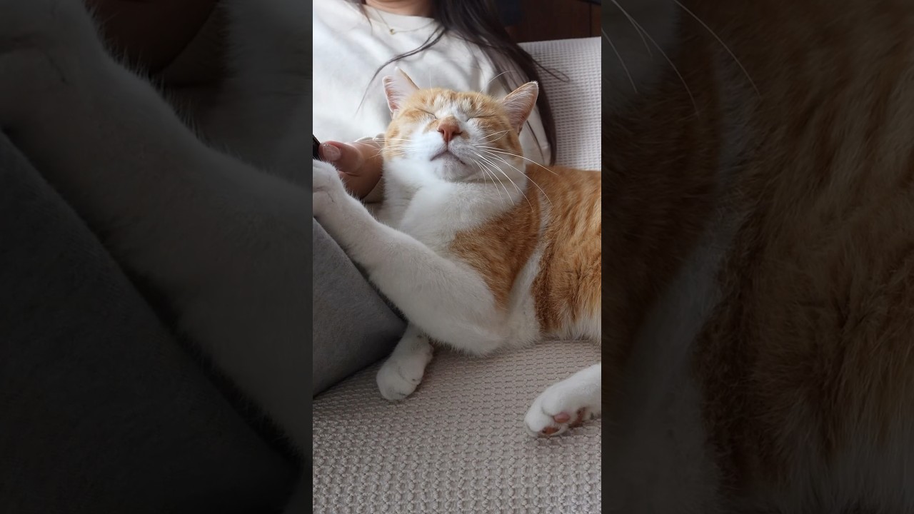 昼寝から目覚めたら‥ #元野良猫チャチャ #猫武将 #猫侍 #ネコ #ねこ #cat #チャチャ