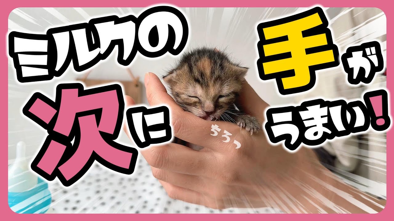 「ぎゃぁぴぃ～」子猫のミルク とにかく飲んで飲んで飲みまくる アラジン前に集合！【保護猫生活10日目】