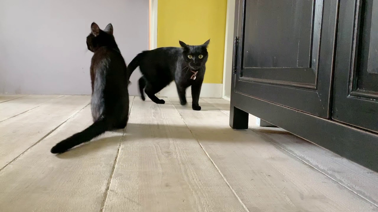 4匹の黒猫ボンベイファミリー☆にぎやかすぎた1日。特に夜ご飯待ちの時の黒猫達の鳴き声や行動がおもしろすぎ！！