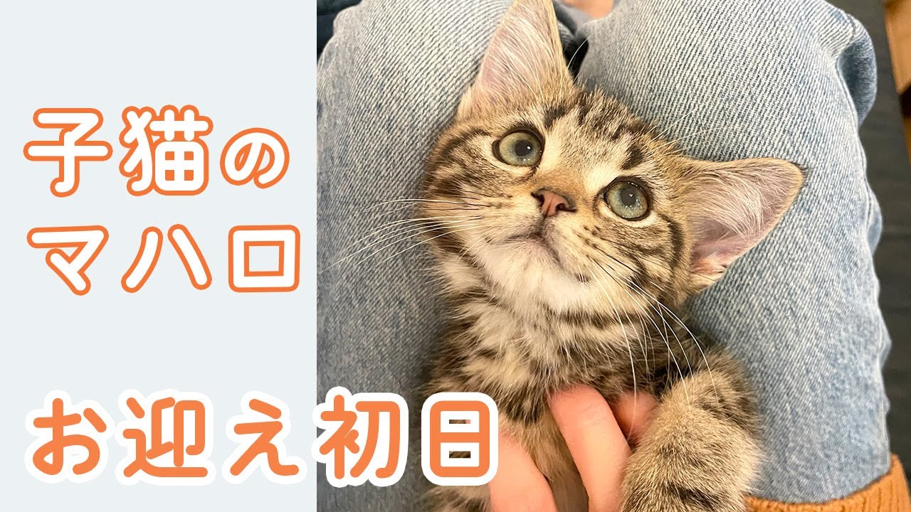 【子猫お迎え】生後2ヶ月の赤ちゃん猫がやってきた初日の様子vol 1 / アメリカンショートヘア