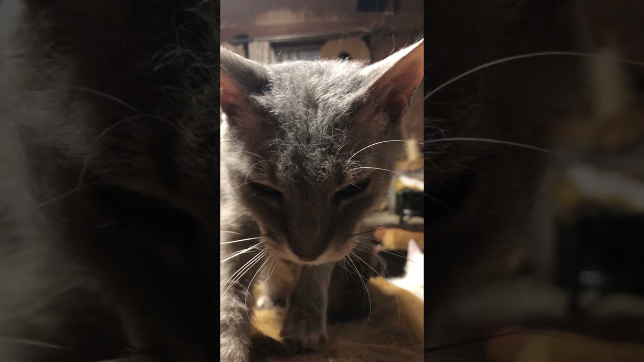 お腹を押して整腸作用を促してくれるラパーマのテオフィル