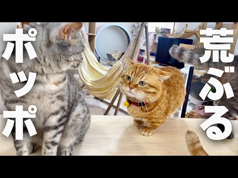 荒ぶるポッポママを目の当たりにしたぽちゃくんが咄嗟にとった行動が... #猫 #マンチカン