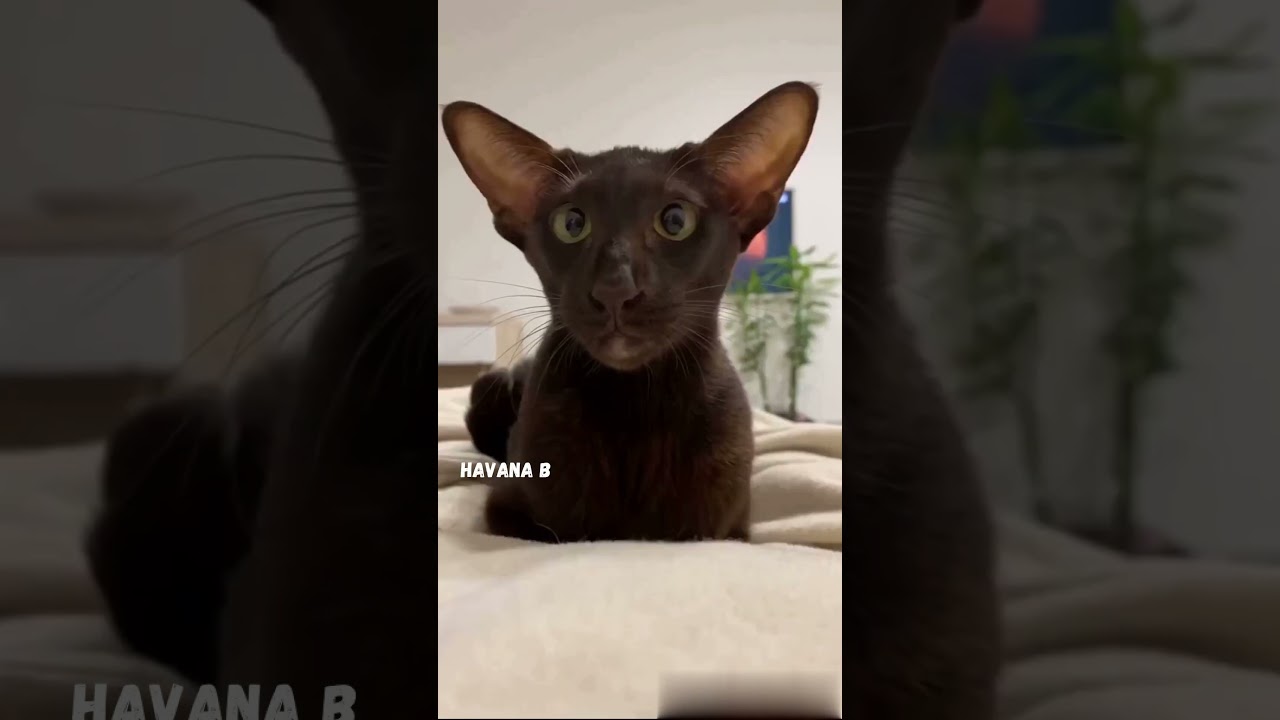 10 most intelligent cat breeds #shorts #cats