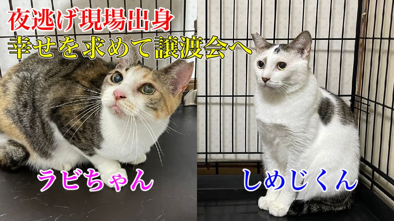 【夜逃げ現場出身】幸せを求めて譲渡会へ！ラビちゃん＆しめじくん