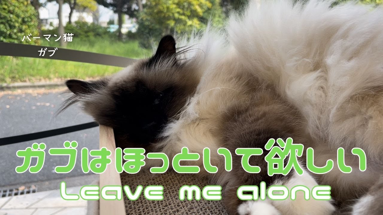 バーマン猫ガブとラフとミカとウリ【ガブはほっといて欲しい】Leave me alone（バーマン猫）Birman/Cat