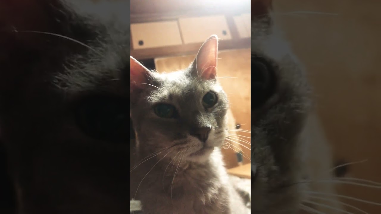 飼い主のそばにいないと不安なラパーマのテオフィル