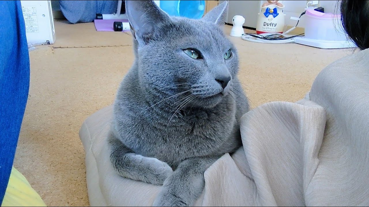 【猫動画】とりあえずくっつきたいロシアンブルー【Russian blue】Russian blue that I want to stick to for now