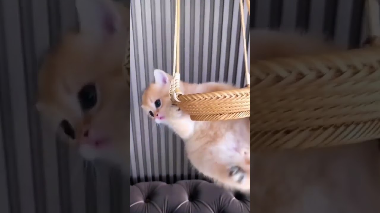Over cuteness is not fair 😍🐈 #cuteness #kitty