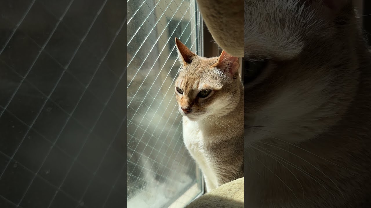 狭いところにはまって日向ぼっこしながらウトウトするシンガプーラなのにゃ♪ #cat #シンガプーラ#singapura