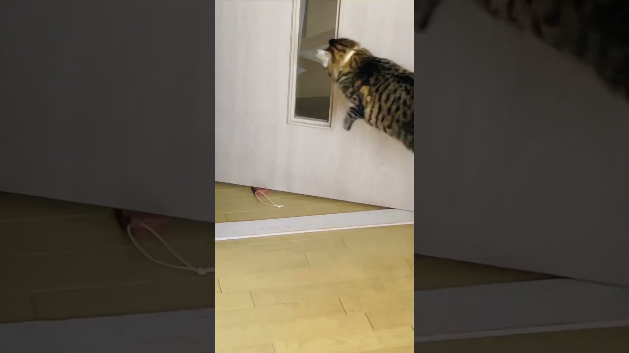 たぬき猫がドアストッパーで遊ぶとこうなる#shorts#猫#元野良#キジトラ#ボブテイル