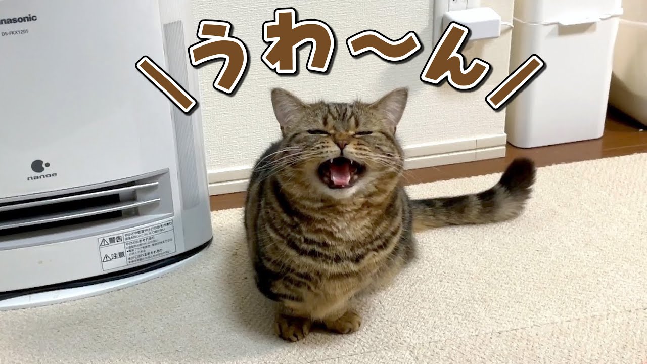 鳴いて意思表示するようになった弟猫が可愛すぎる…！