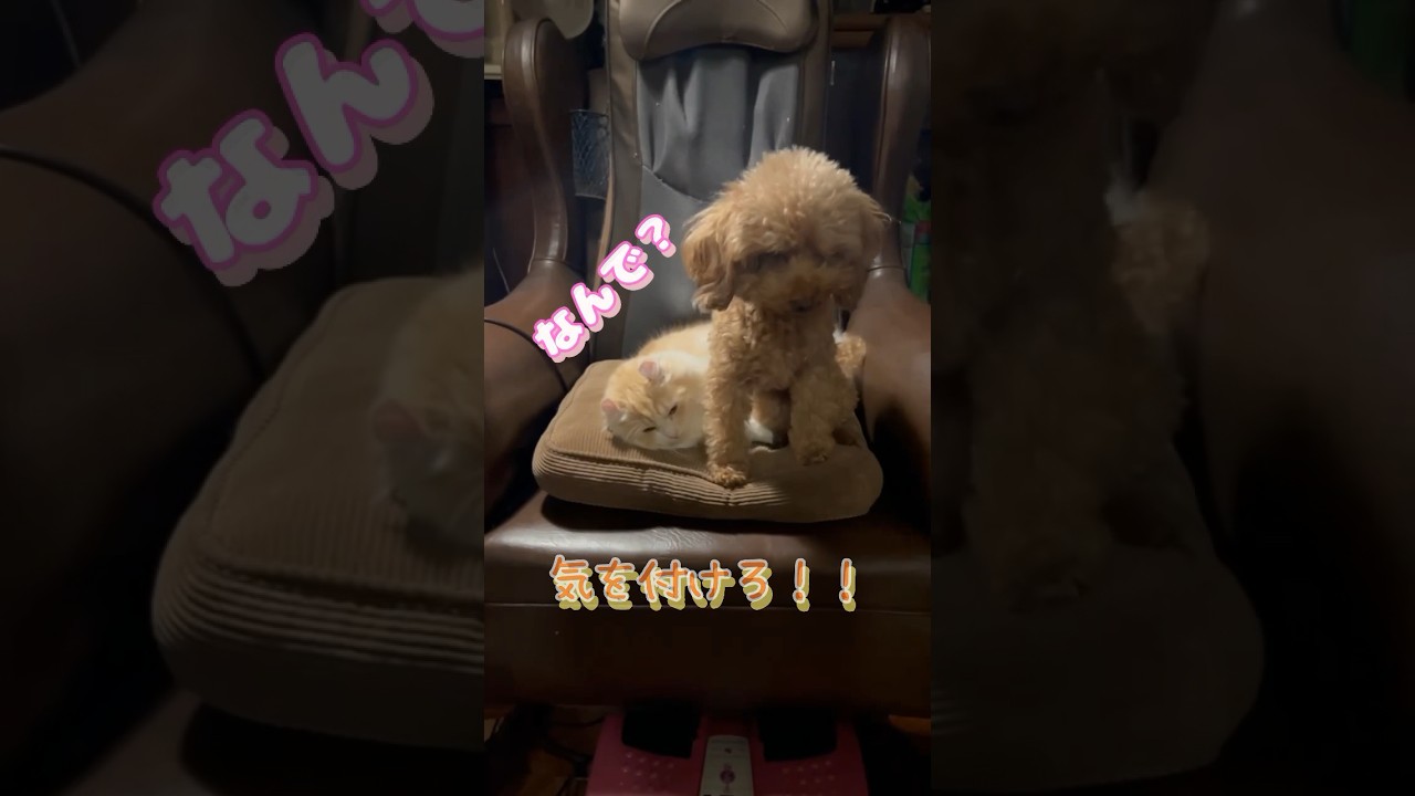 【キンカロー】椅子の上で大事な話【マンチカール】#キンカロー #猫